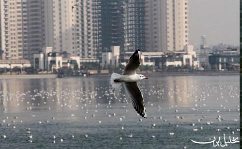 تحلیل ایران -«کاکایی‌ها» بر فراز دریاچه تهران، ضرورت حفظ سلامتی پرندگان مهاجر