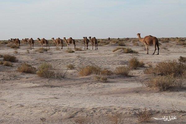  تحلیل ایران -خشکسالی مطلق در جنوب کرمان