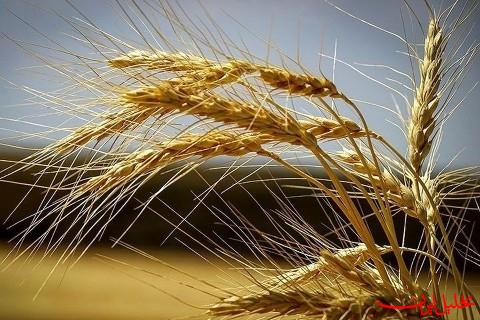 پیش بینی تولید ۱۳.۵ میلیون تن گندم در سال جدید