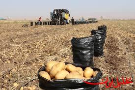  تحلیل ایران -اقدام برای افزایش درآمد سیب‌زمینی‌کاران