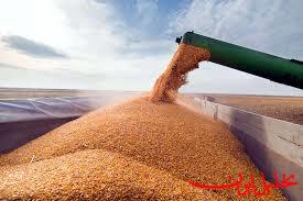  تحلیل ایران -خودکفایی در تولید گندم نیازمند سمپاشی به‌موقع از مزارع است
