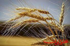  تحلیل ایران -کیفیت «گندم» کشور در سطح جهانی است
