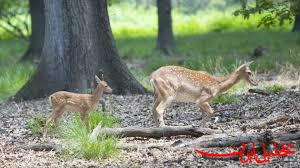 نخستین گوساله‌های گوزن زرد ایرانی در پارک ملی کرخه متولد شدند