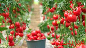  تحلیل ایران -اعلام آمادگی ۵ استان برای افزایش سطح زیرکشت گوجه‌فرنگی