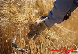  تحلیل ایران -۴۲ هزار میلیارد تومانِ دیگر به گندم‌کاران پرداخت می‌شود