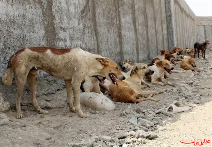  تحلیل ایران -ولگردی سگ‌های بی‌صاحب در خواب کودکان ایرانی