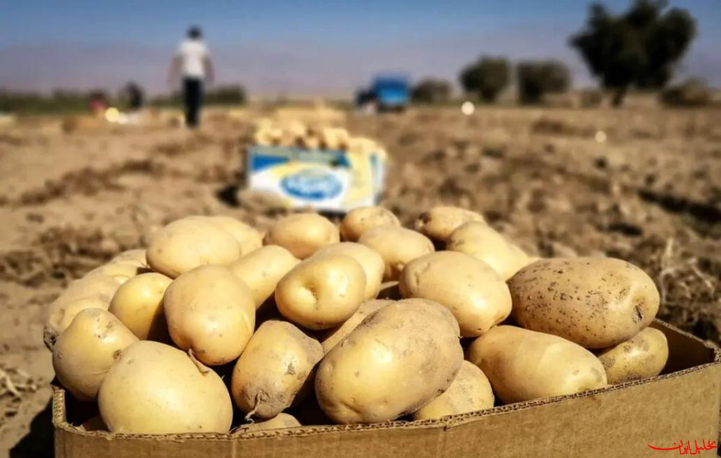  تحلیل ایران -۱۵ تن سیب زمینی تنظیم بازار در گلستان آماده توزیع است