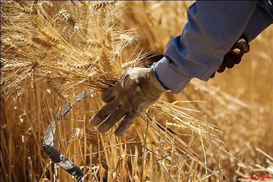  تحلیل ایران -دستورالعمل خرید تضمینی گندم سال زراعی ۱۴۰۴-۱۴۰۳ ابلاغ شد