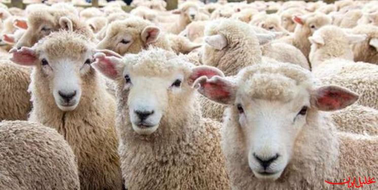 تحلیل ایران -آغاز طرح خرید حمایتی ۲۰ هزار رأس دام از هفته آینده
