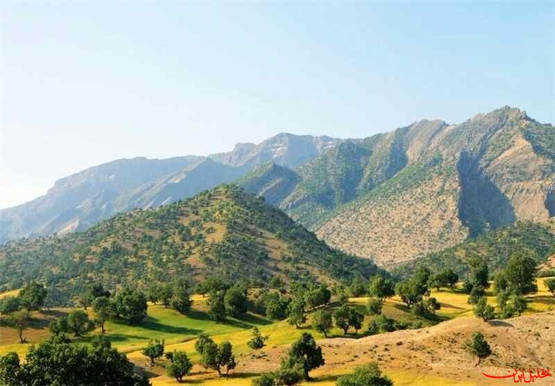  تحلیل ایران -جنگل‌های بلوط در محاصره آفت و آتش