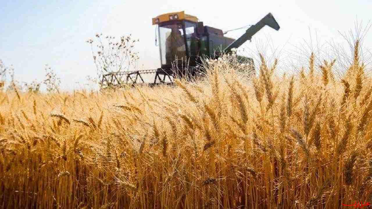  تحلیل ایران -خرید تضمینی گندم به ۳ میلیون و ۱۵۰ هزارتن رسید
