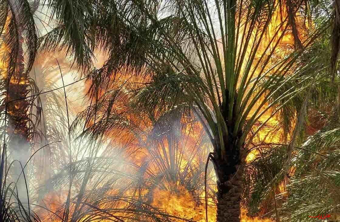  تحلیل ایران -پیگیری آتش سوزی نخل‌های آبادان تا حصول نتیجه
