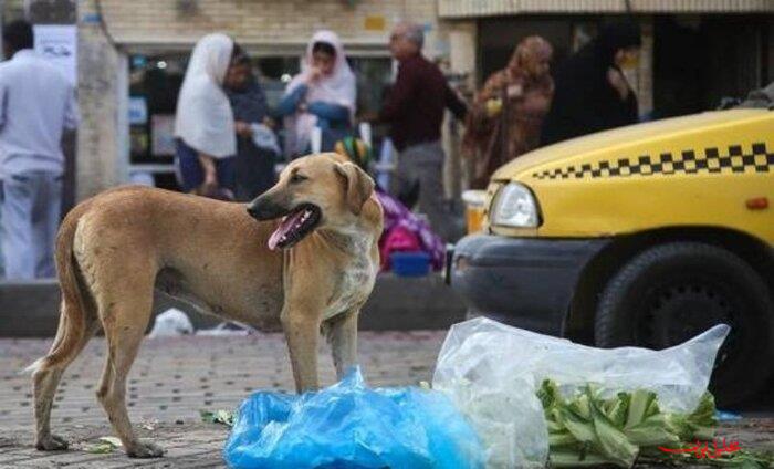  تحلیل ایران -گرمسار در مسیر حل چالش سگ‌های بلاصاحب با برنامه‌ای علمی و انسانی