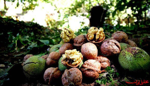  تحلیل ایران -پیش بینی تولید ۱۲۰۰ تن گردو در آمل
