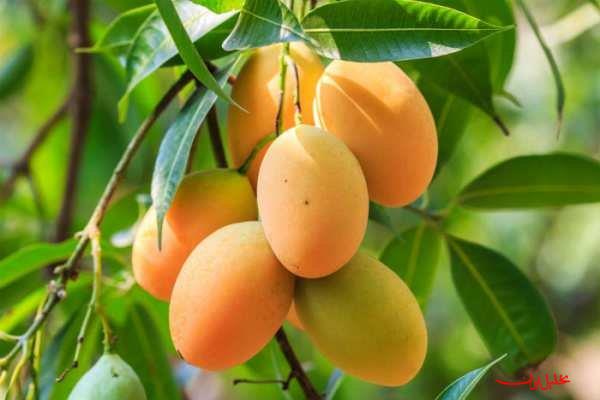  تحلیل ایران -سلطان میوه‌های استوایی با خواص بی‌نظیر برای بدن