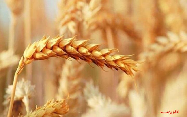  تحلیل ایران -جلسه شورای قیمت‌گذاری گندم بدون نتیجه پایان یافت