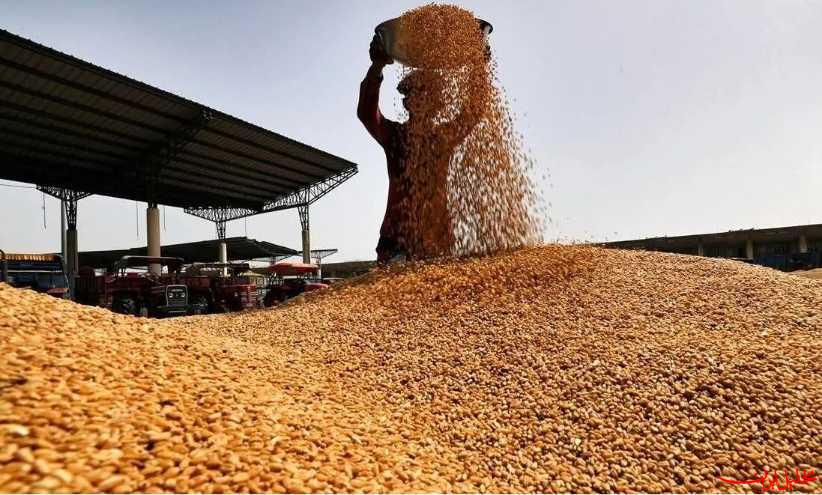  تحلیل ایران -عملیات خرید تضمینی گندم در خراسان رضوی به پایان رسید