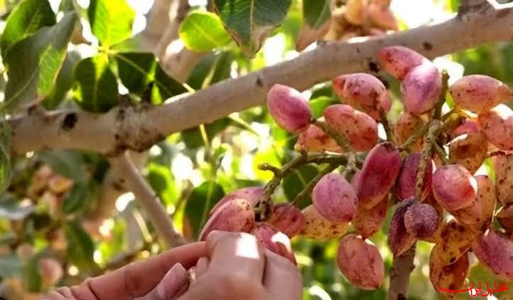  تحلیل ایران -زاهدان قطب جدید کشت پسته