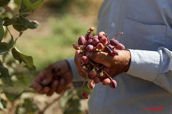  تحلیل ایران -پیش بینی برداشت بیش از ۴۸۰ تن محصول پسته در شهرستان حاجی آباد