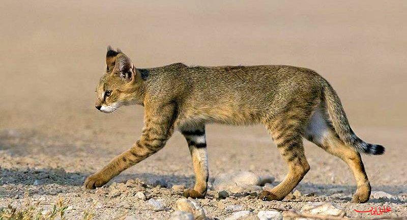 بازگشت گربه‌ وحشی به طبیعت در بندرلنگه