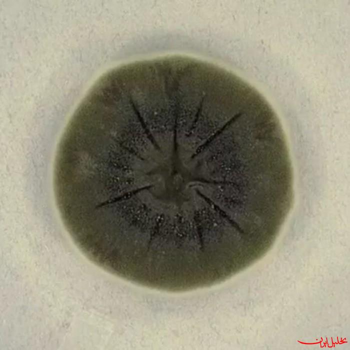  تحلیل ایران -قارچ مرموز در تشعشعات هسته ای چرنوبیل زنده ماند