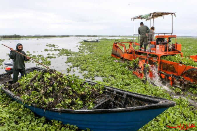  تحلیل ایران -پاکسازی تالاب نیلوفر آبی بابل از شیطان آبی آغاز شد