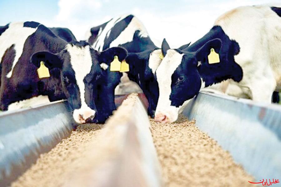  تحلیل ایران -تزریق قطره چکانی نهاده گرفتاری جدید دامداران شد