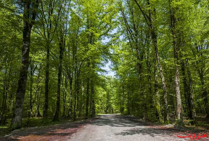 معاون وزیر میراث‌فرهنگی: جنگل‌های هیرکانی هویت تاریخی ایران است