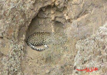  تحلیل ایران -«زنده‌گیری»برای نجات حیات‌وحش و امنیت 