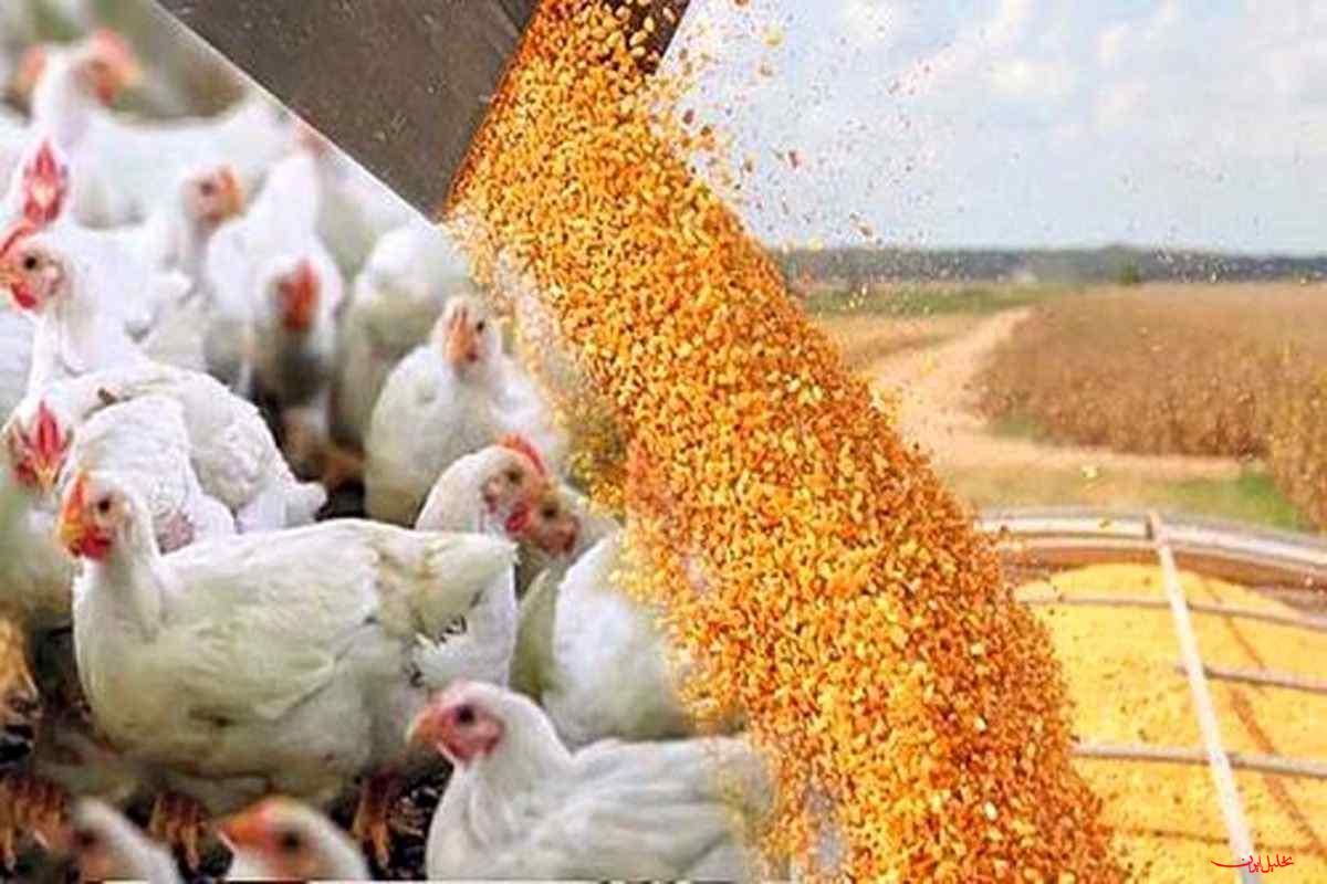  تحلیل ایران -نهاده‌های دامی بدون تغییر قیمت تا پایان سال توزیع می‌شود 