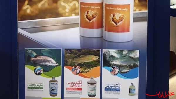  تحلیل ایران -دستاورد جدید پژوهشگران ایرانی در حوزه واکسن طیور و آبزیان