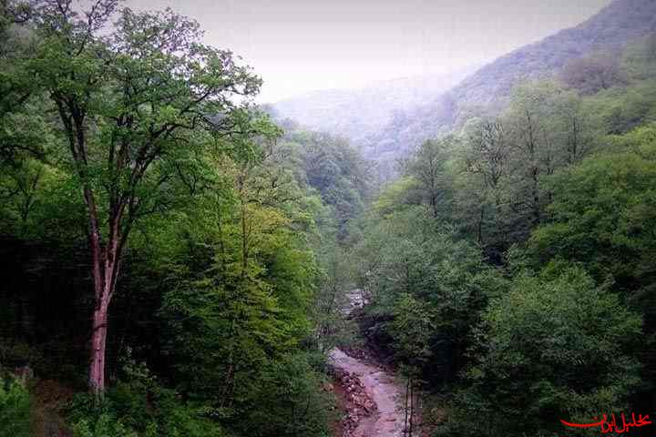 رویای جنگل‌های مازندران سبز می‌شود