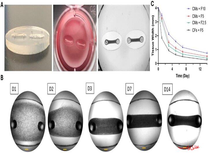  تحلیل ایران -محقق ایرانی موفق به ابداع «بافت سه‌بعدی قلب» شد