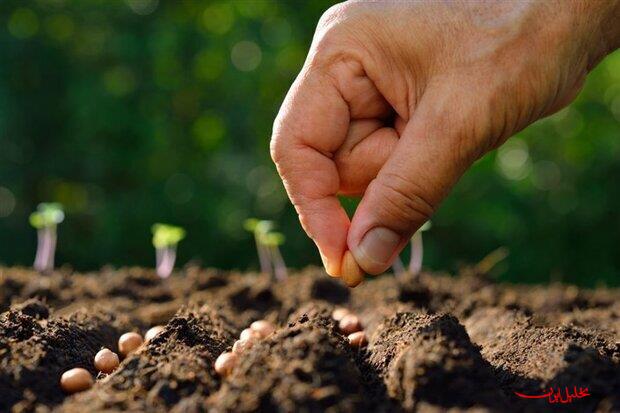  تحلیل ایران -۶۶ هکتار مزرعه بذری گرمسار زیر چتر نظارت