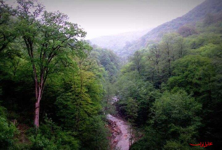 راز موفقیت حفاظت مشارکتی در جنگل‌های هیرکانی