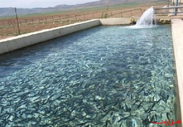  تحلیل ایران -افزایش ۲ برابری تولید آبزیان در ایران با فناوری نانوحباب