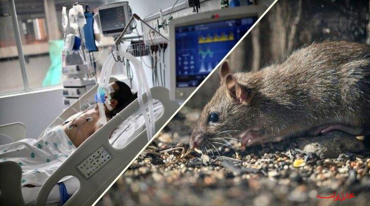  تحلیل ایران -هیچ موردی از نوع جدید «هانتاویروس» در کشور گزارش نشده است 