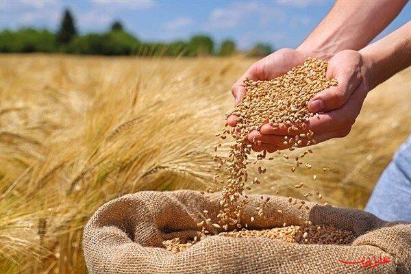 واریز ۴۰ درصد مطالبات گندمکاران خوزستان آغاز شد