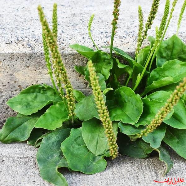  تحلیل ایران -بارهنگ؛ گیاه دارویی برای بهبود زخم ها و کاهش سرفه