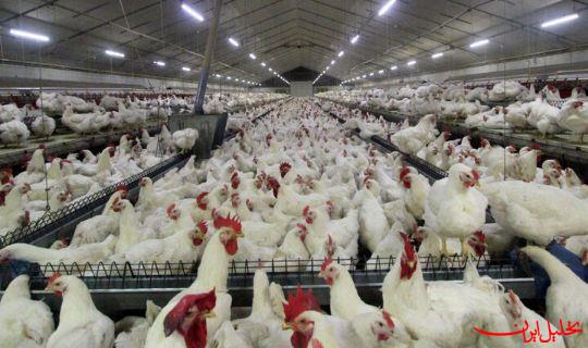  تحلیل ایران -چالش ناترازی درزنجیره تأمین تخم‌مرغ؛ 