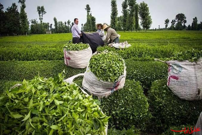  تحلیل ایران -رشد ۳۰ درصدی تولید چای در کشور